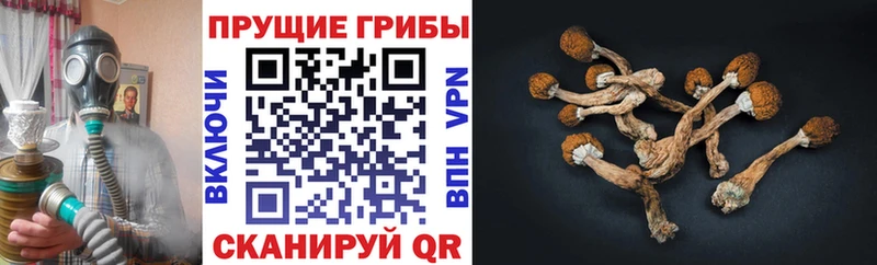 Псилоцибиновые грибы ЛСД  ОМГ ОМГ ссылка  площадка официальный сайт  Кингисепп 